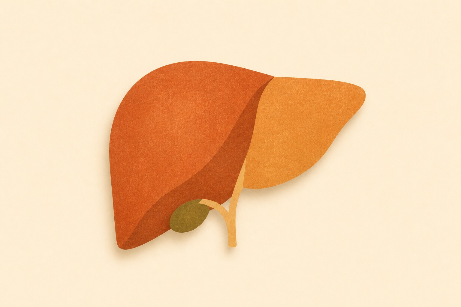 Liver illustration